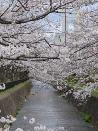 Tama River Embankment Sakura | Tokyo's Serene Riverside Blossom Escape