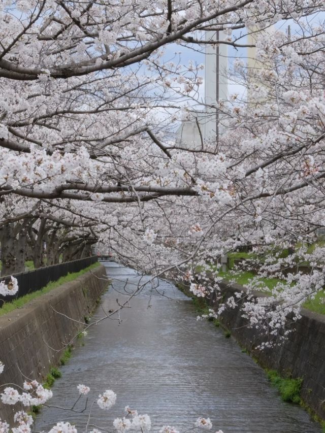 Tama River Embankment Sakura | Tokyo's Serene Riverside Blossom Escape