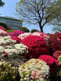 Nezu Shrine Azalea Festival 🌸🌿 | 100 Varieties, 3000 Blooms — Absolutely Breathtaking!