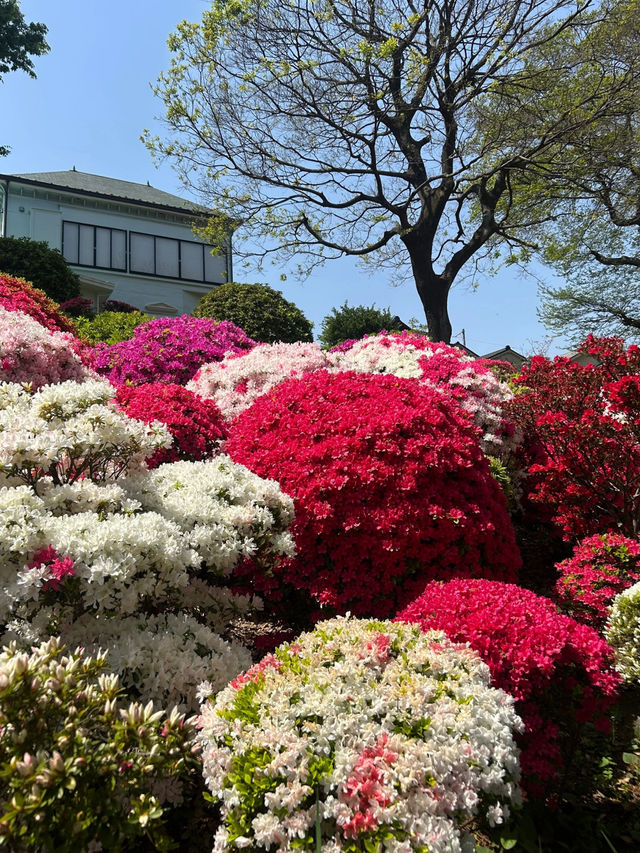 Nezu Shrine Azalea Festival 🌸🌿 | 100 Varieties, 3000 Blooms — Absolutely Breathtaking!