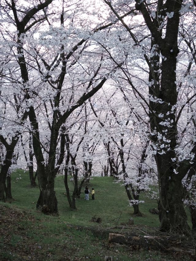 Kobo-yama: Nature's Grand Spring Filter
