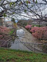 “Kyoto in Bloom: A Dream of Sakura and Serenity”