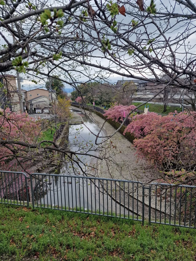 “Kyoto in Bloom: A Dream of Sakura and Serenity”