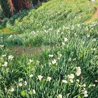 潮風に揺られる水仙の花