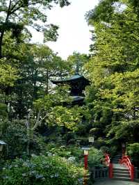 【埼玉×熊谷】境内にある平和の塔と紫陽花