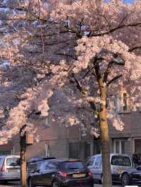 🇳🇱 Amsterdam’s Sakura by the Canal｜A Once-in-a-Springtime Encounter