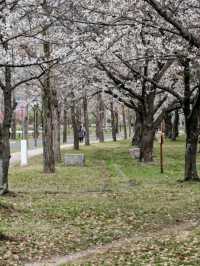 大阪城公園历史與自然的完美融合