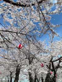 🌸 Hakodate Cherry Blossoms in Full Bloom! 🌸