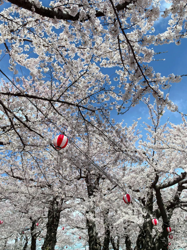 🌸 Hakodate Cherry Blossoms in Full Bloom! 🌸