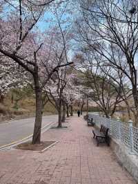 “Fortress in Bloom: Suwon’s Springtime Splendor”