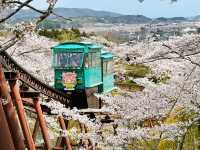 A Blossoming Fortress: Sakura Serenity at Funaoka Castle Ruins Park