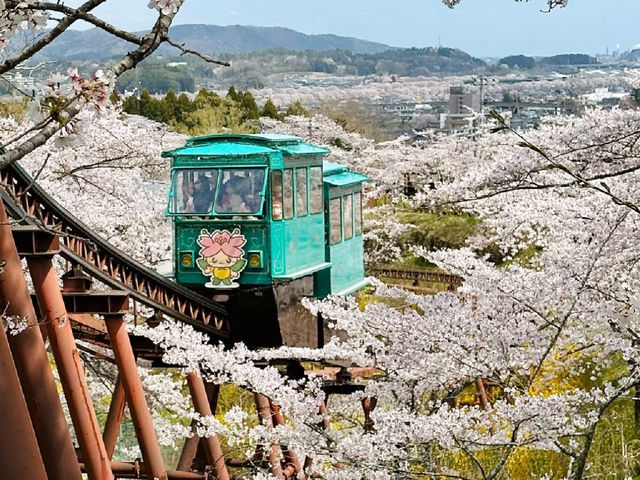A Blossoming Fortress: Sakura Serenity at Funaoka Castle Ruins Park