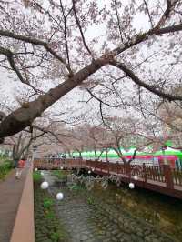 Jinhae in Bloom: Strolling Along Yeojwacheon Stream