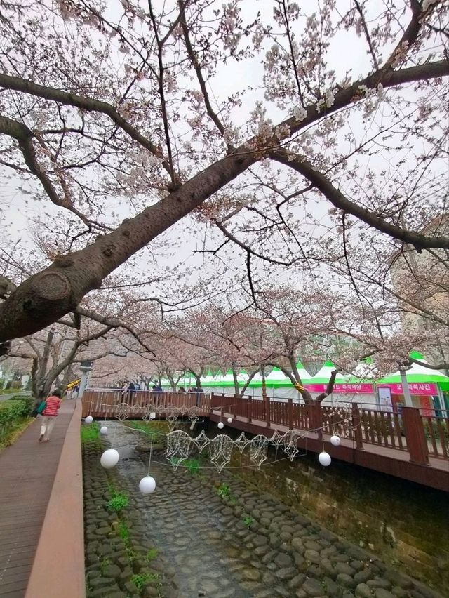 Jinhae in Bloom: Strolling Along Yeojwacheon Stream