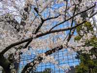 江坂公園賞櫻，因大阪首屆世博會而發展的都會區