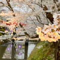 Hirosaki Castle: Northern Japan’s Cherry Blossom Jewel
