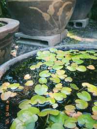 東京の庭園巡りは風流と花と自然を感じたいならココ！