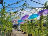 🌸✨ 元朗信芯園——香港隱藏版夢幻花海！ 🌿🌼 