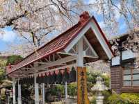 曹洞宗 五鋒山 松音寺，伊達家宗廟與春櫻的相互輝映