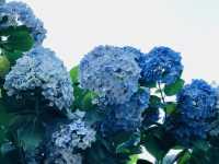 台北｜陽明山繡球花季起跑 一個月花期限定絕美花海