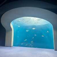 日本四國水族館🤍 | 夢幻海洋世界+獨家珍珠手作體驗！🌊🐬