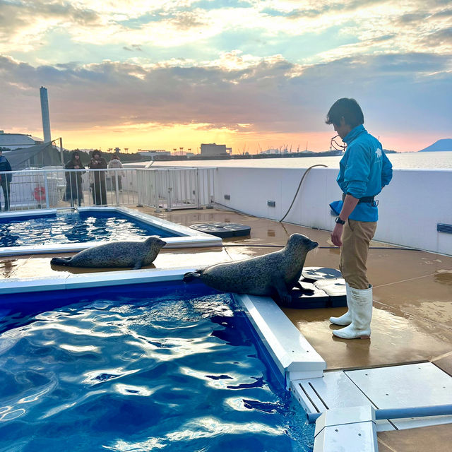 日本四國水族館🤍 | 夢幻海洋世界+獨家珍珠手作體驗！🌊🐬