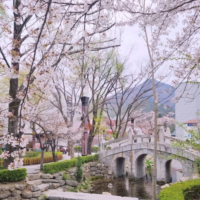 태백벚꽃맛집🩷[황지연못벚꽃]
