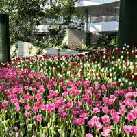 สวนทิวลิป Miracle of Natural ระยอง 