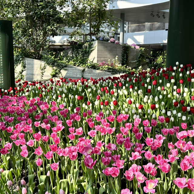 สวนทิวลิป Miracle of Natural ระยอง 