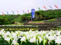 【沖縄県】海と100万輪のテッポウユリが絶景！「伊江島ゆり祭り」
