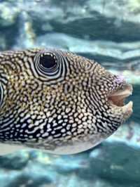 Dive into Wonder: A Day at Lotte World Aquarium
