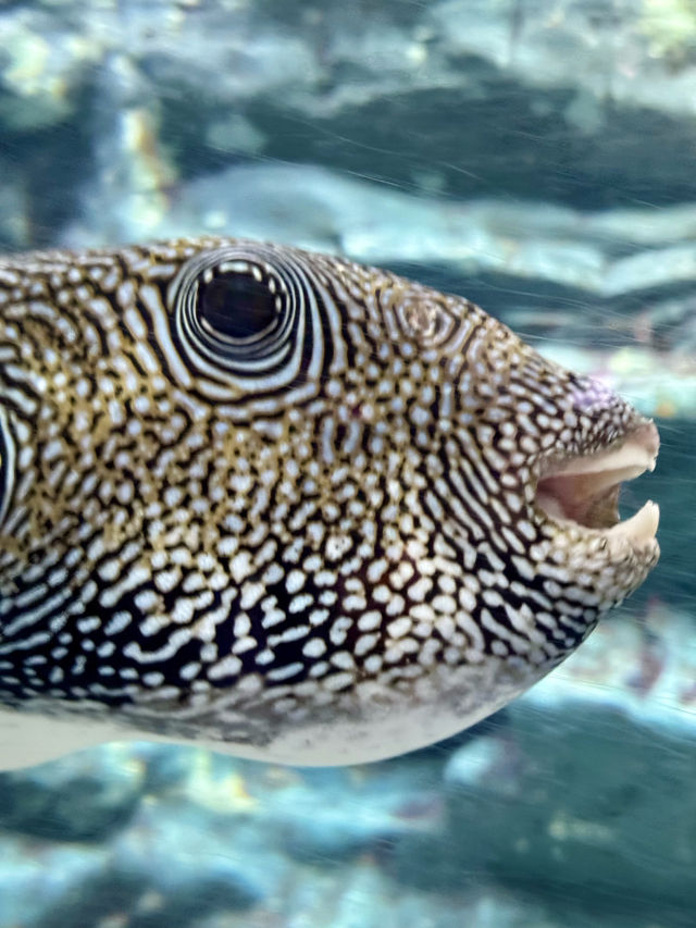 Dive into Wonder: A Day at Lotte World Aquarium