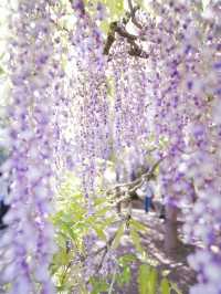 【行く前にこれ見て】樹齢1200年の藤が織りなす神秘的な世界💜✨※観光攻略情報付き