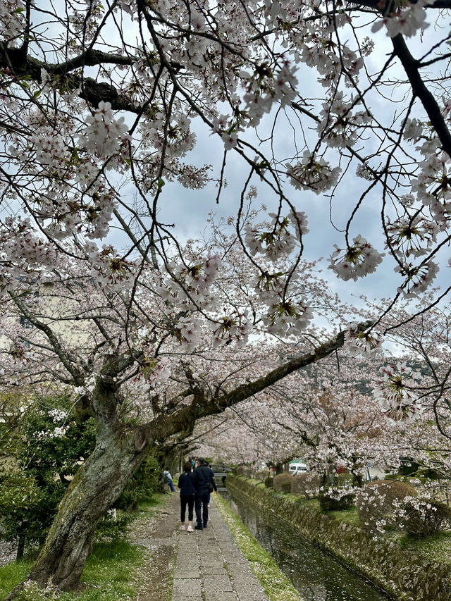 【京都観光】　哲学の道