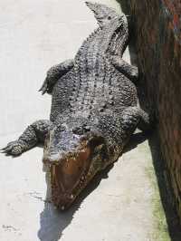 Sandakan Crocodile Farm - The Largest Crocodile Farm in Malaysia