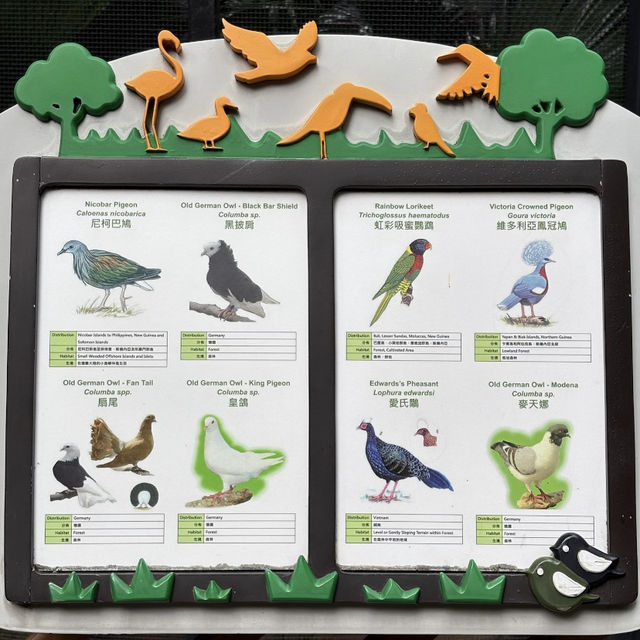 🦜🌿 Hong Kong Hidden Gem | Free Immersive Birdwatching in Central?!