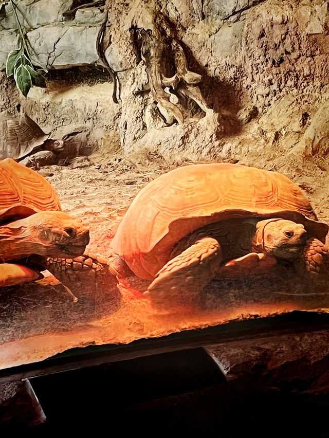『ソウル動物園🐅』IN Korean🇰🇷