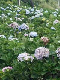 Lost in a Sea of Hydrangeas at Kuv Niam Hydenyia, Chiang Mai
