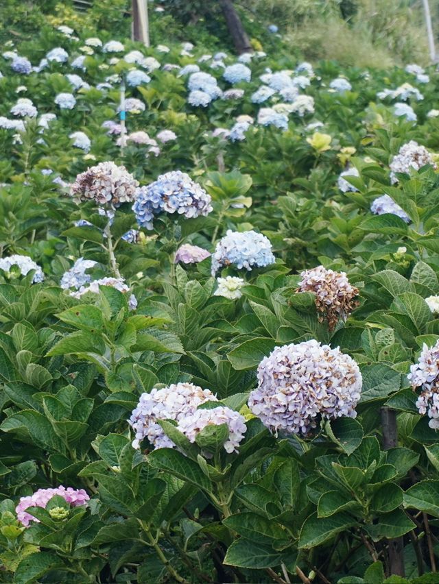 Lost in a Sea of Hydrangeas at Kuv Niam Hydenyia, Chiang Mai