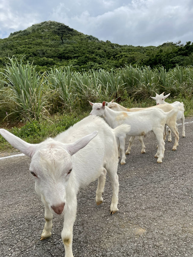【沖縄】ゆっくりとした時間を味わえる離島🌺