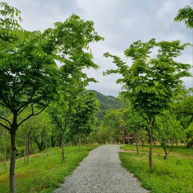 Daejeon Wanders