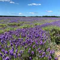 Southern Hemisphere's Largest Organic Lavender Farm is OPEN! 💜🌿