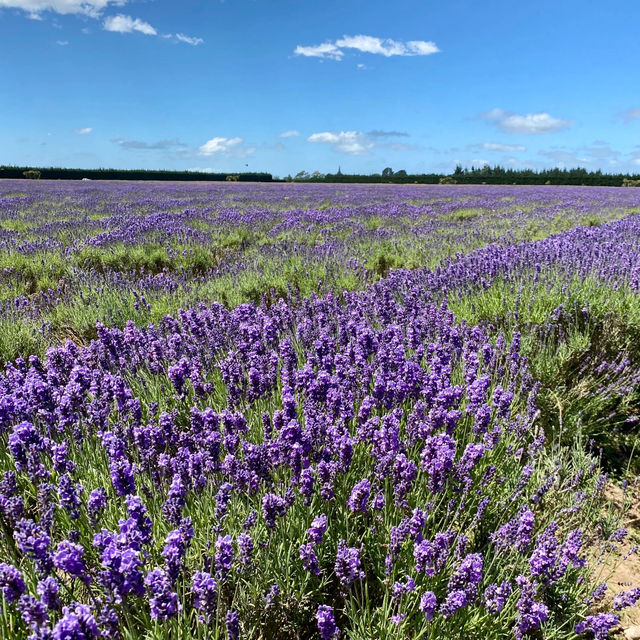 Southern Hemisphere's Largest Organic Lavender Farm is OPEN! 💜🌿