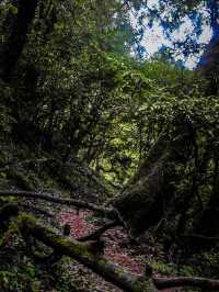 Shivapuri best hike near Kathmandu 