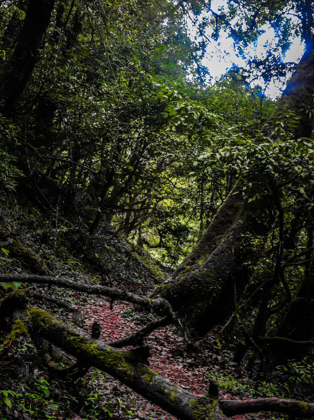 Shivapuri best hike near Kathmandu 