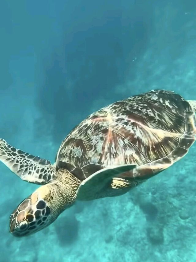 Similan Islands: Thailand's Underwater Eden