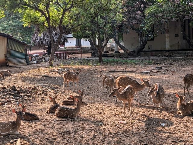 【トリンコマリー】断崖絶壁！眼下に海がひろがる絶景寺院