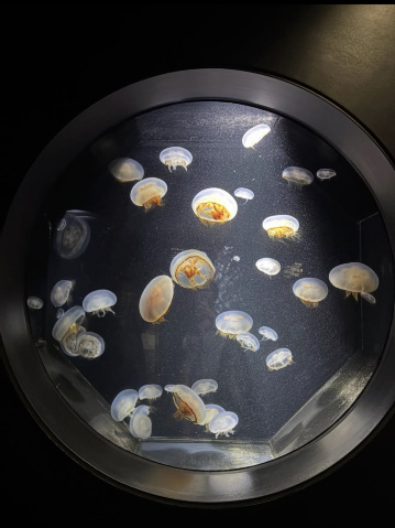 🎯【山形・加茂水族館（クラゲドリーム館）】クラゲに癒される、不思議