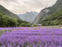   💜 Lavender Fields + Ancient Qiang Vibes at Yangliu Village