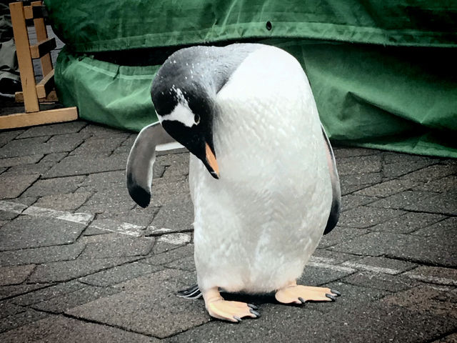 與企鵝🐧一起散步 ….登別 海洋公園 